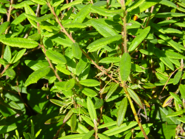 File:Labrador Tea.jpg