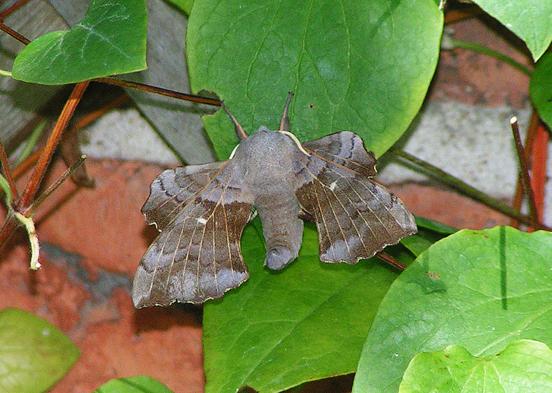 File:Laothoe-populi Poplar Hawk-moth.jpg