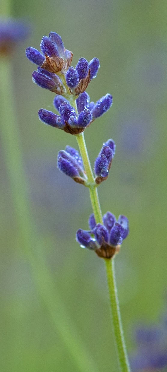 Lavendel dried 100gr