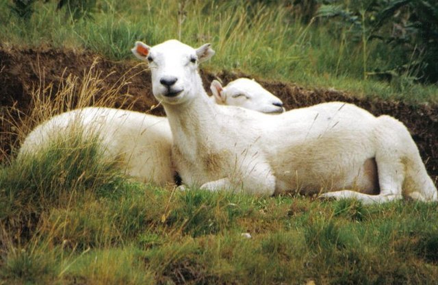 File:Lazing sheep - geograph.org.uk - 480382.jpg