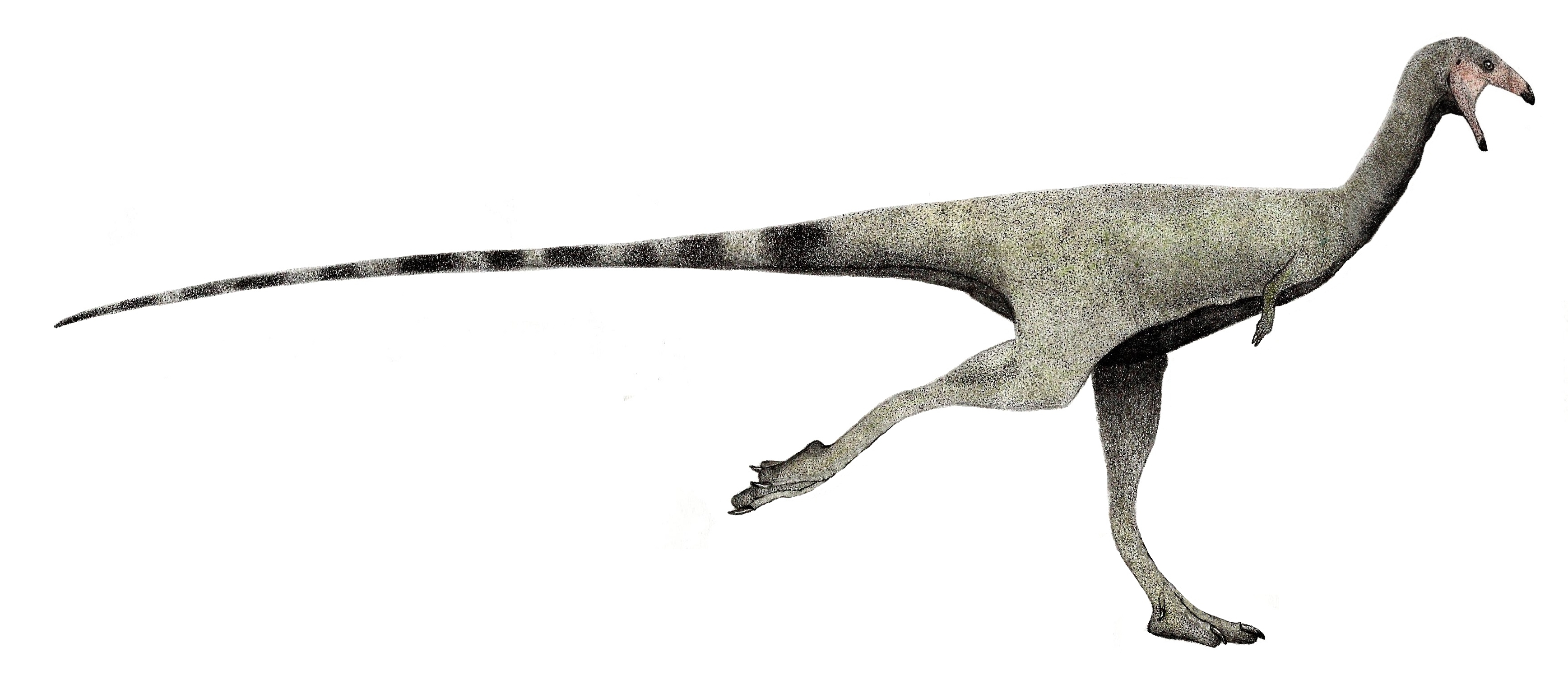 Limusaurus runner (flipped).jpg