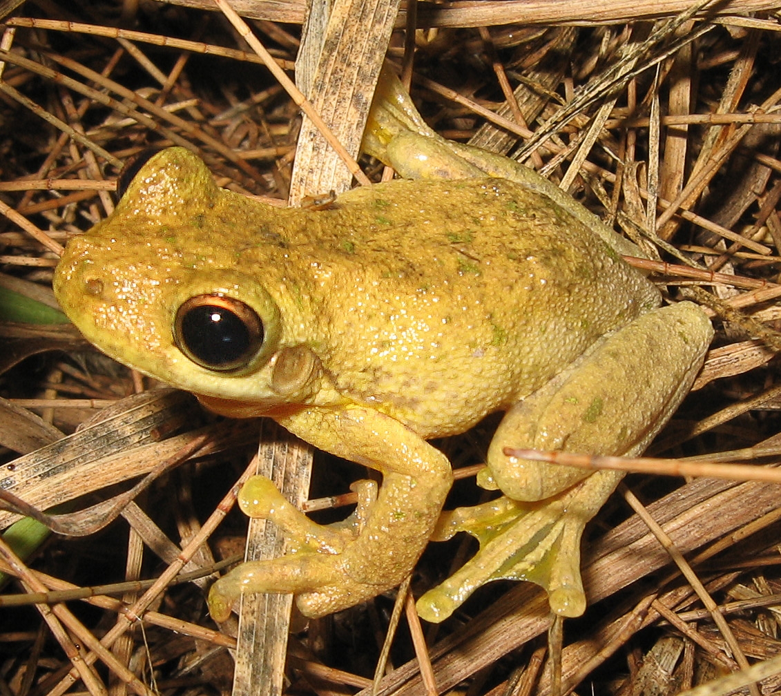 Tyler's tree frog - Wikipedia
