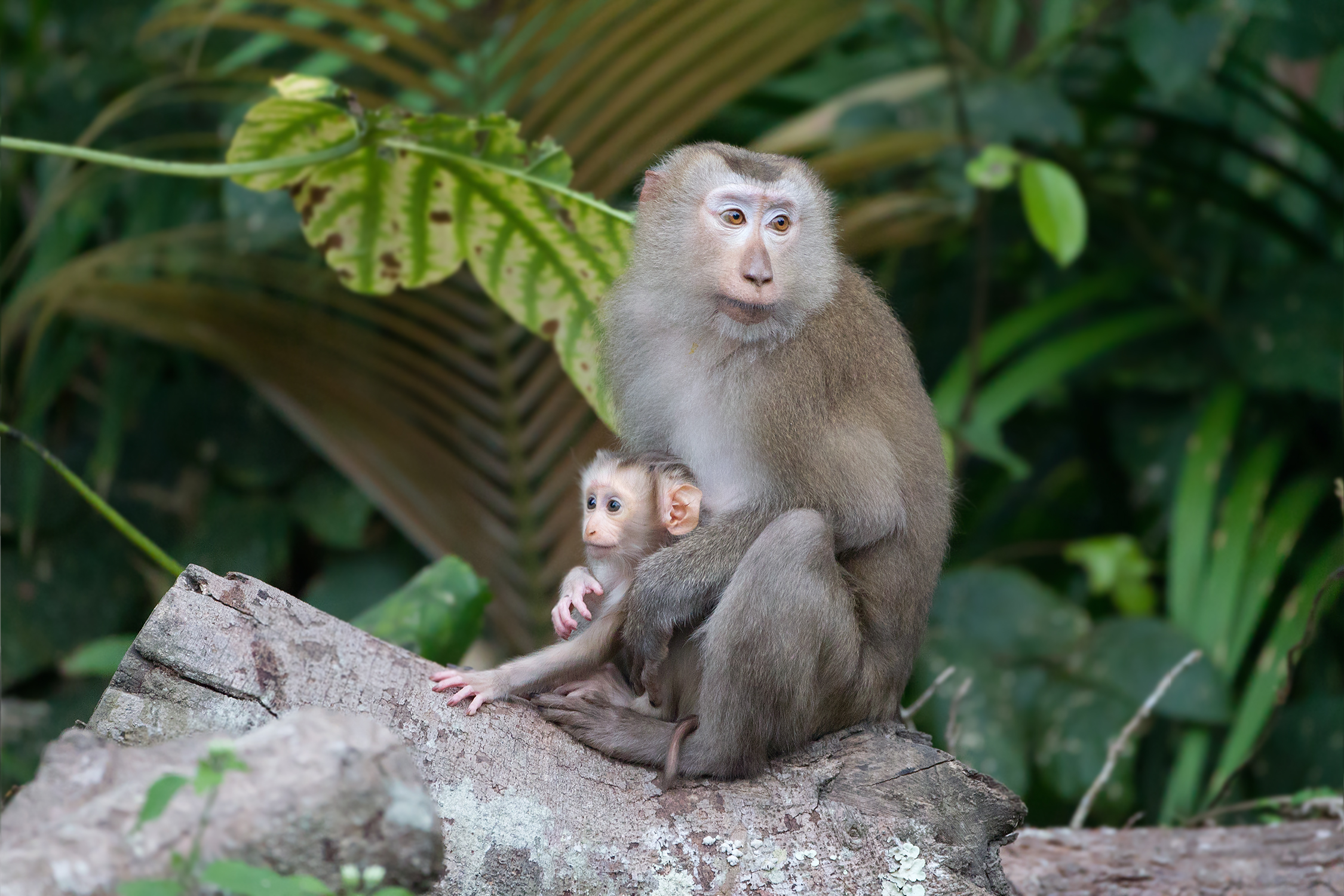 Northern pig-tailed macaque - Wikipedia