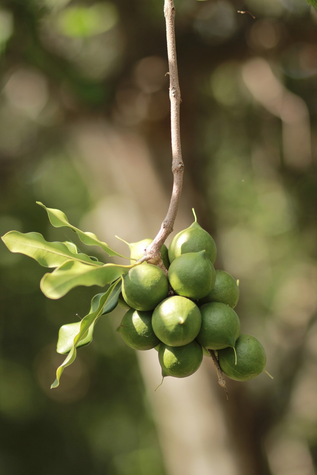 how do macadamia nuts grow  