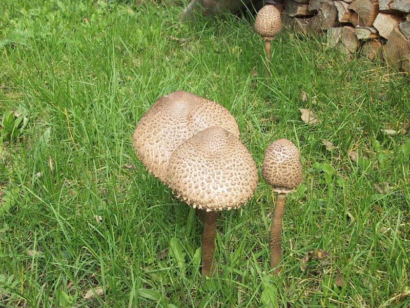 File:Macrolepiota procera.jpg