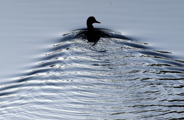 Making Wakes - geograph.org.uk - 1485246