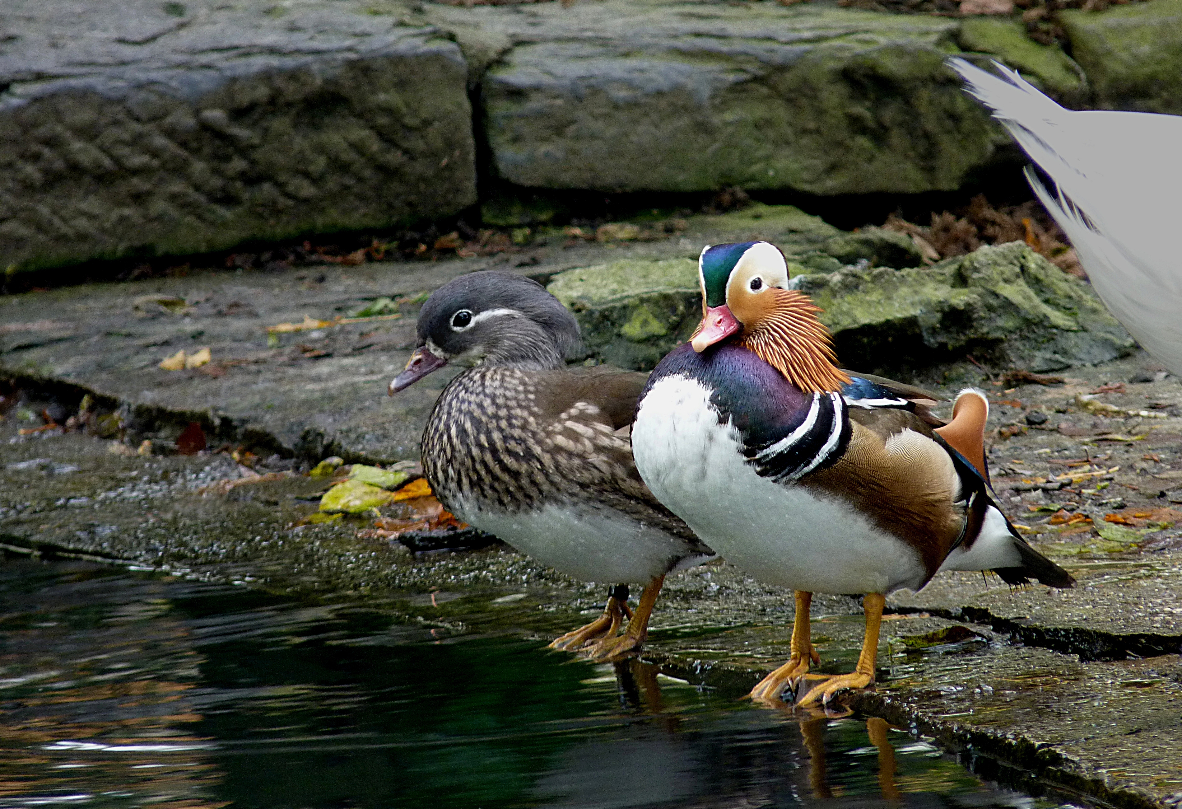 pair of mandarin ducks