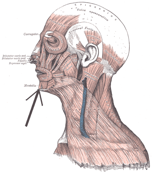 File:Musculusmentalis.png