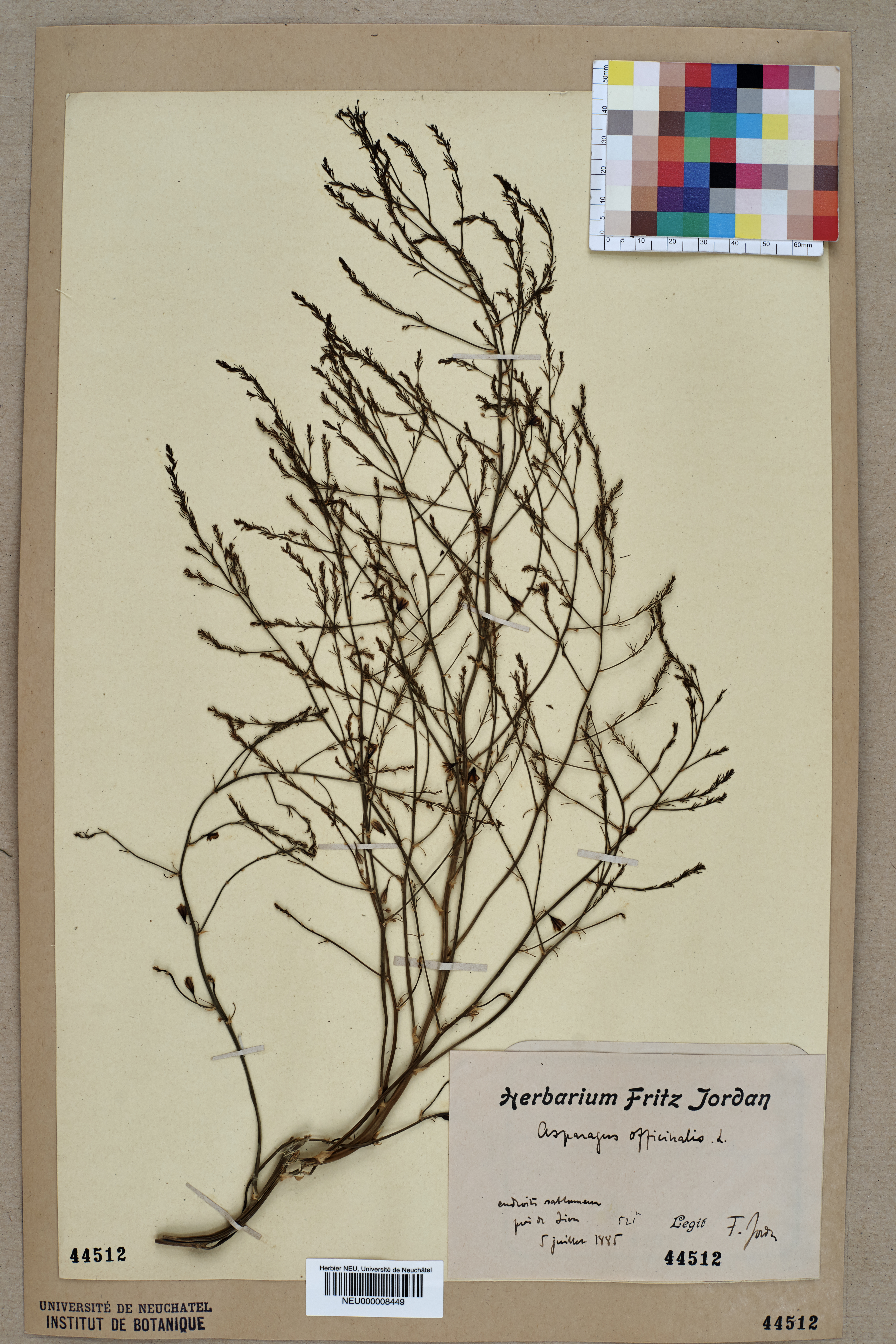 File:Neuchâtel Herbarium - Gypsophila repens - NEU000032761.jpg - Wikimedia  Commons