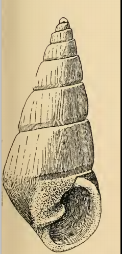 Odostomia hilgendorfi 001.png