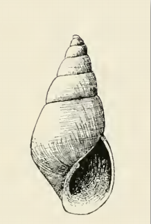 Odostomia stephensae