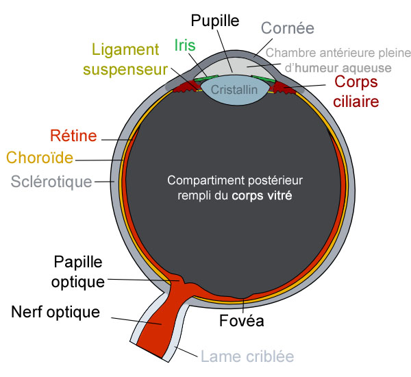 Oeil2