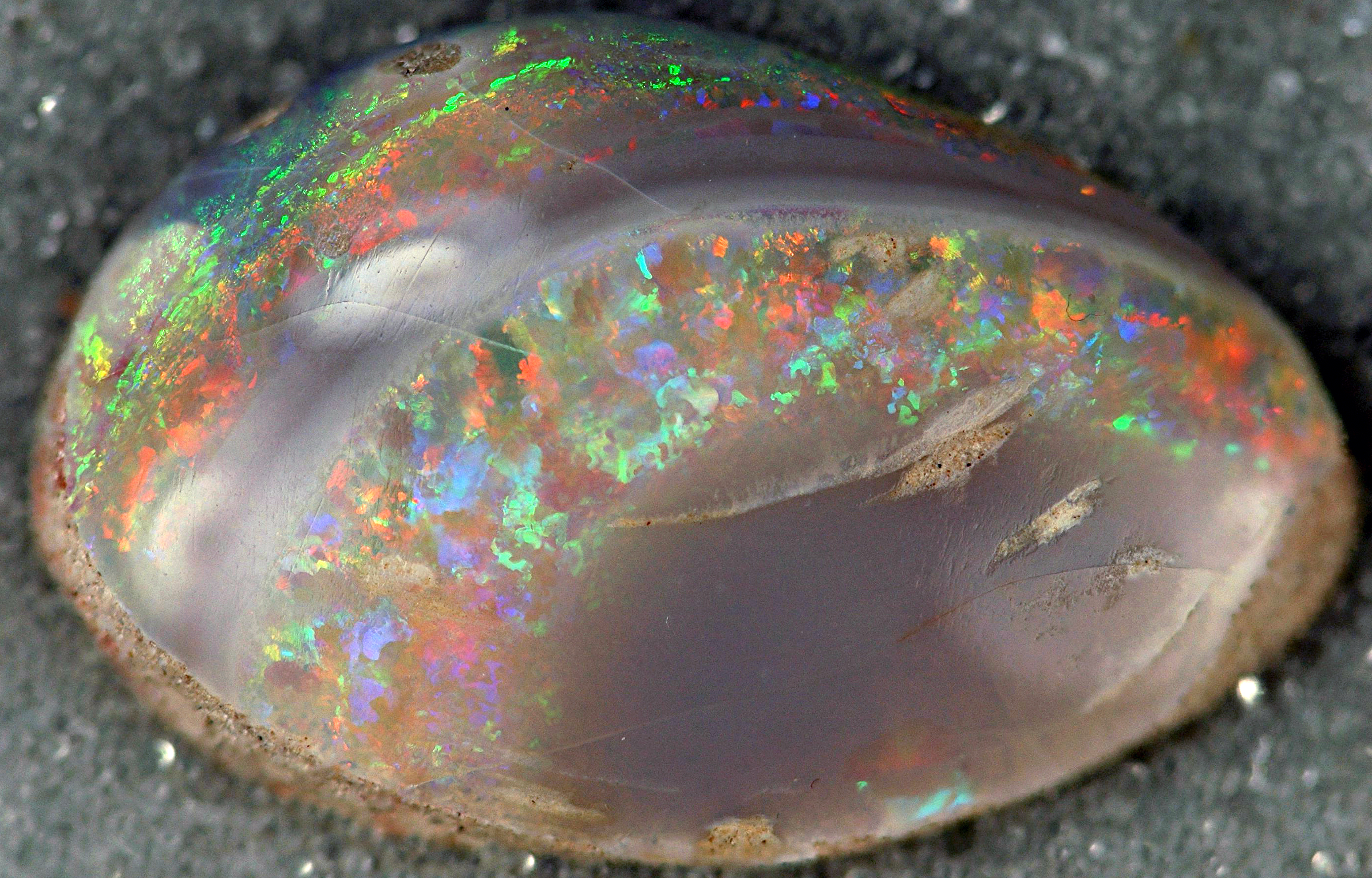 File:Opalized fossil bivalve, Coober Pedy Opal Field, South  -  Wikipedia