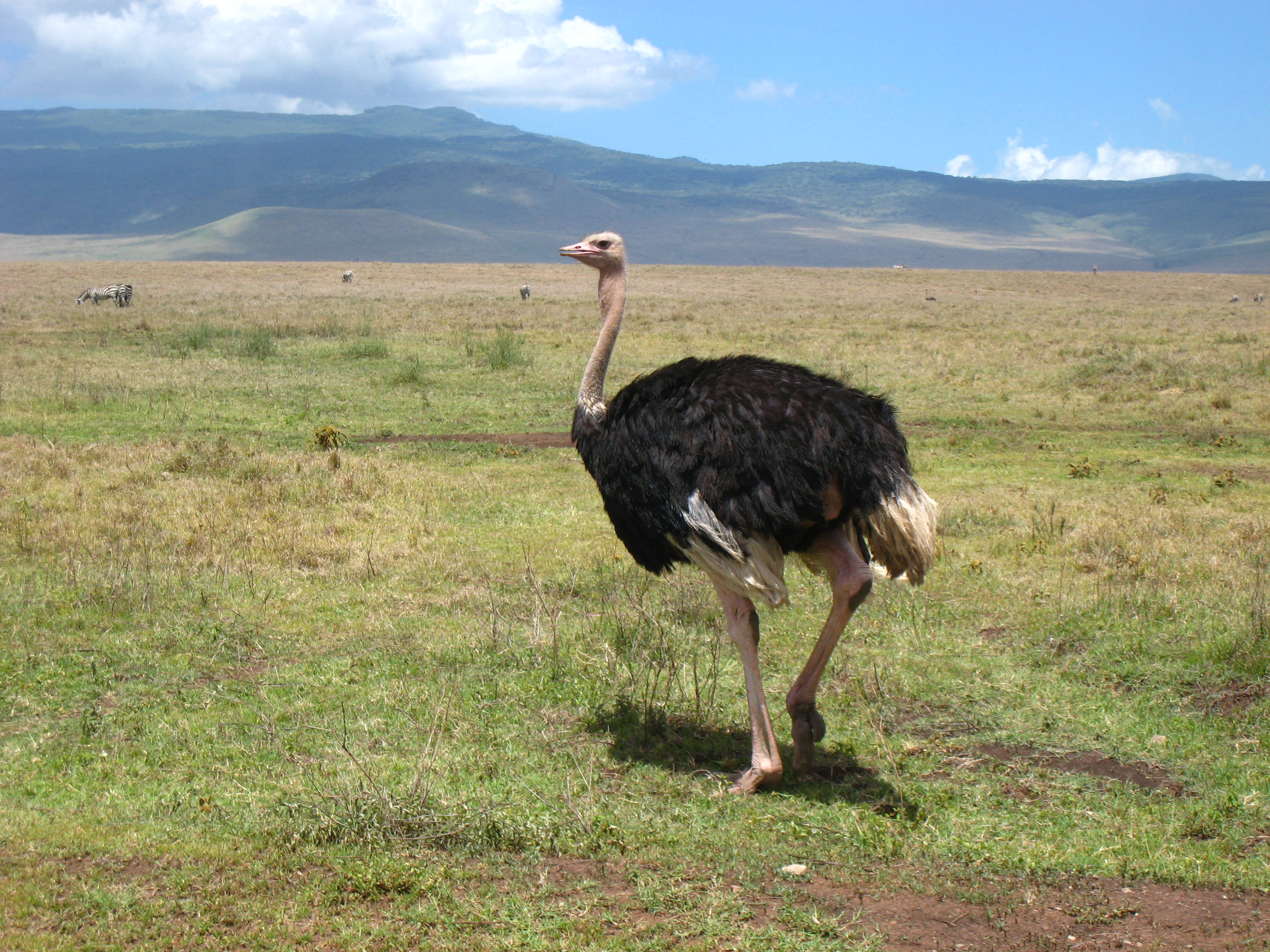 An ostrich standing in profile in a wide plain