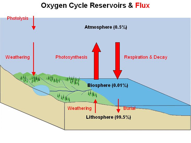 File:Oxygen Cycle.jpg