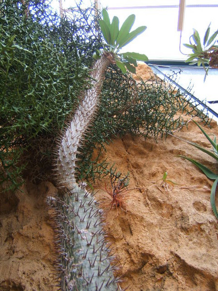 File:Pachypodium lamerei.PNG