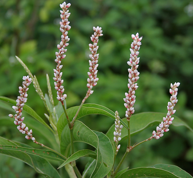 File:Persicaria glabra in Narshapur forest, AP W IMG 1109.jpg
