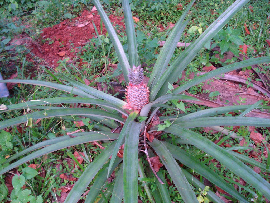 Pineapple-plant.JPG