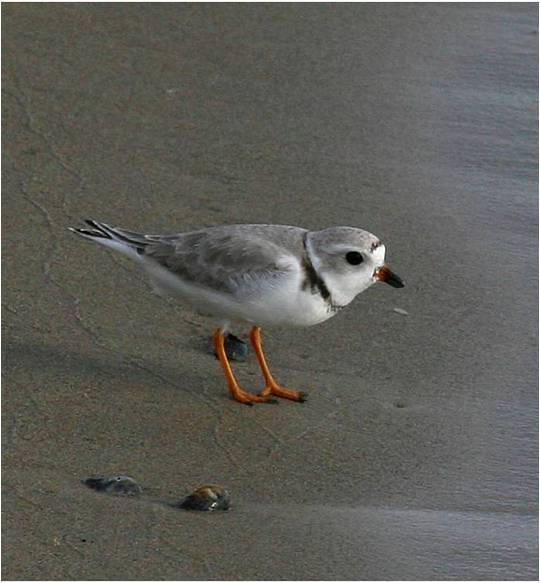 File:Piping Plover (5643191797).jpg