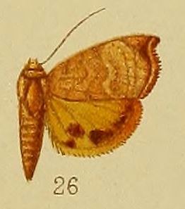 <i>Hyblaea xanthia</i> species of insect