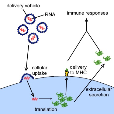Diagram of the operation of an RNA vaccine. Messenger RNA contained in the vaccine enters cells and is translated into foreign proteins, which trigger an immune response.
