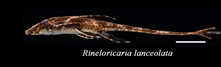 File:Rineloricaria lanceolata.jpg