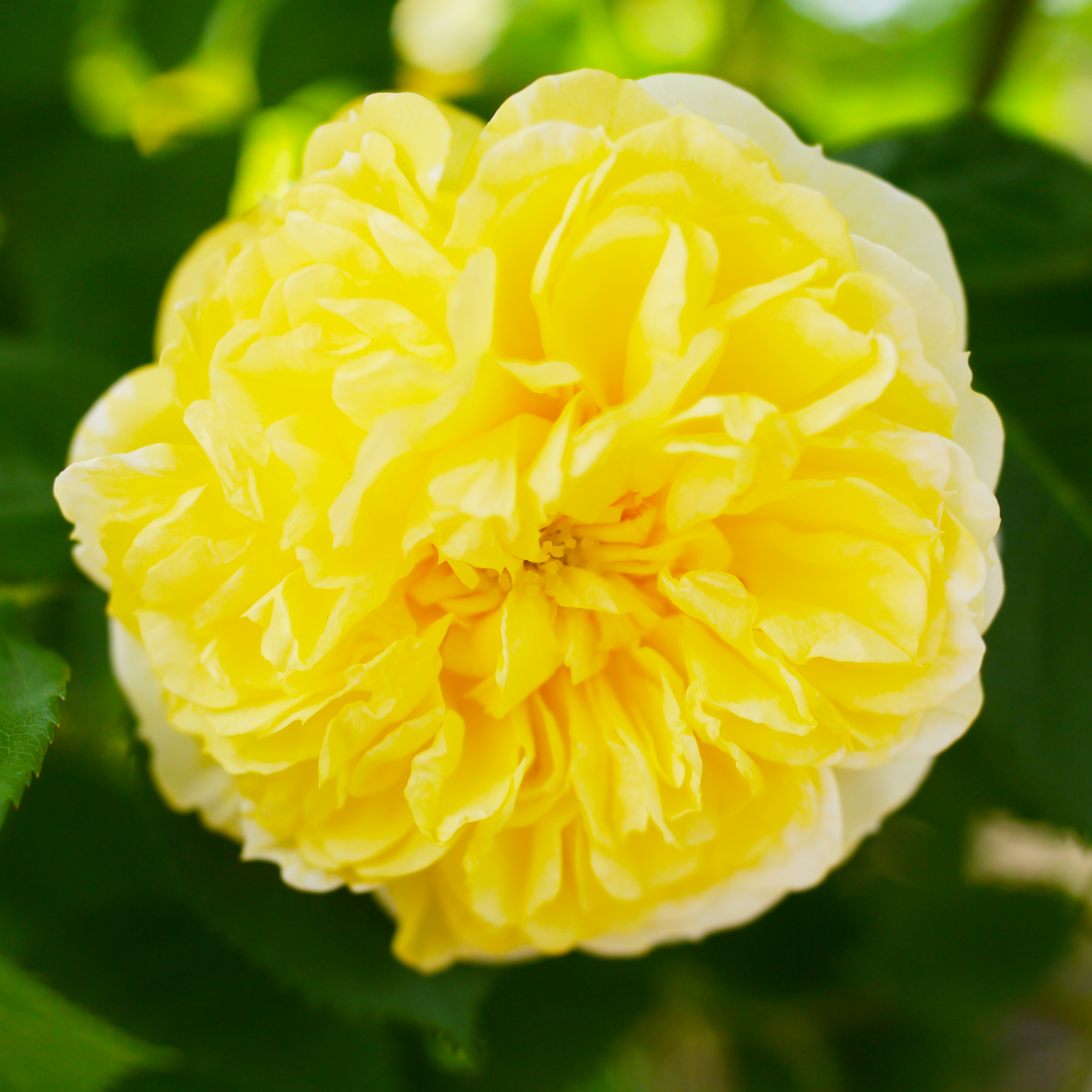 File Rose Yellow Button バラ イエロー ボタン Jpg Wikimedia Commons