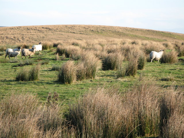 File:Rough pastures near Inner Dodd - geograph.org.uk - 634608.jpg