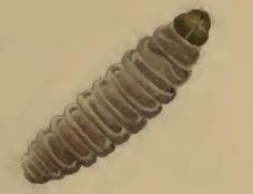 Larva Stathmopoda pedella larva.JPG