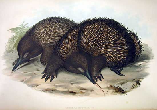 File:Tachyglossus-gould.jpg