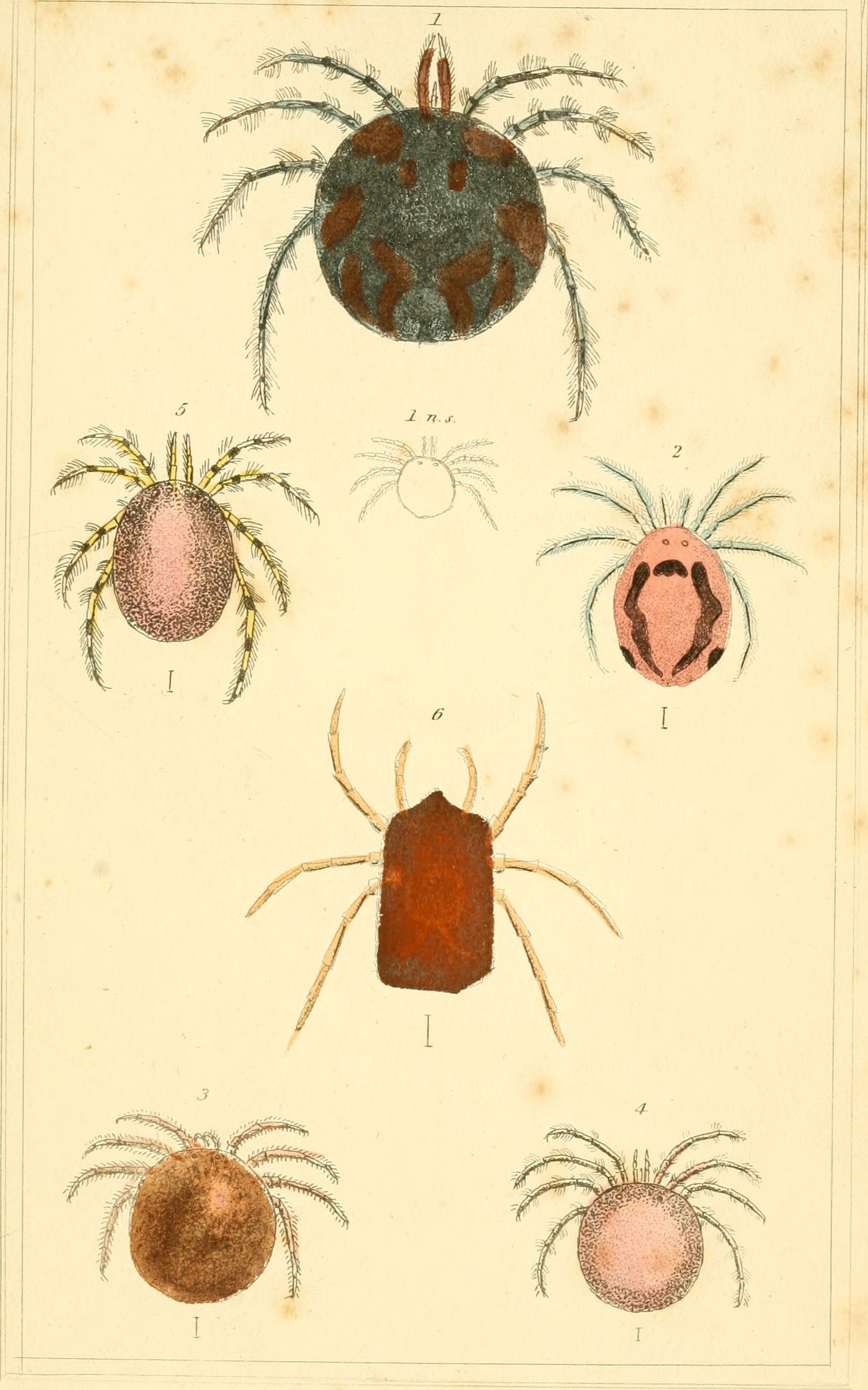 The animal kingdom, arranged according to its organization, serving as a foundation for the natural history of animals - and an introduction to comparative anatomy (1834) (18171107376).jpg