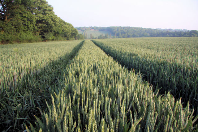 File:Tramlines in the wheat - geograph.org.uk - 827795.jpg