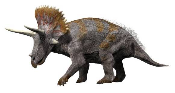 Triceratops