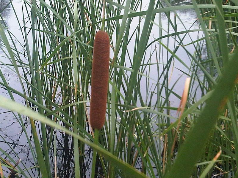 File:Typha latifolia 1 - wetland.jpg