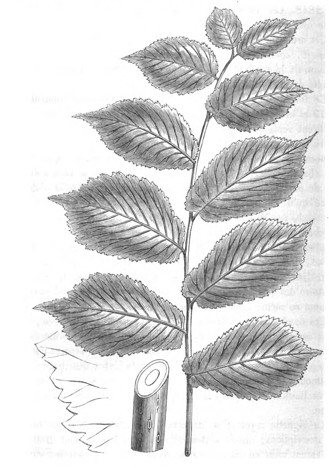 Ulmus glabra лист