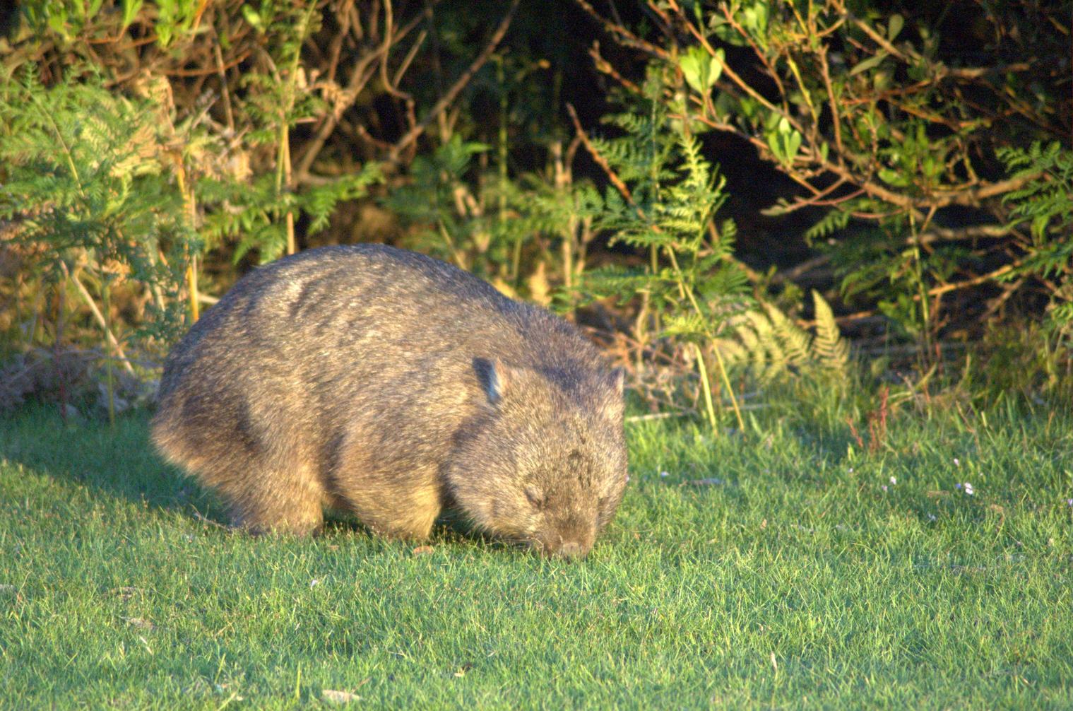 Wombat-Narawntapu.jpg