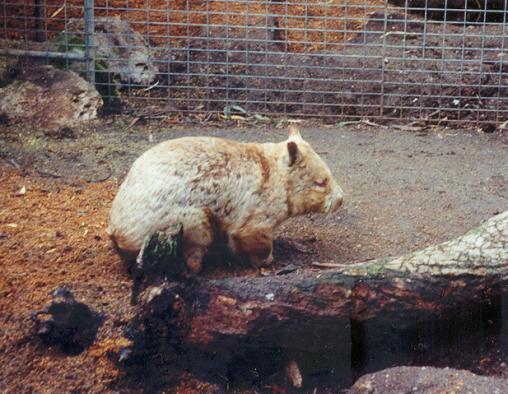 Zuidelijke breedneuswombat.JPG