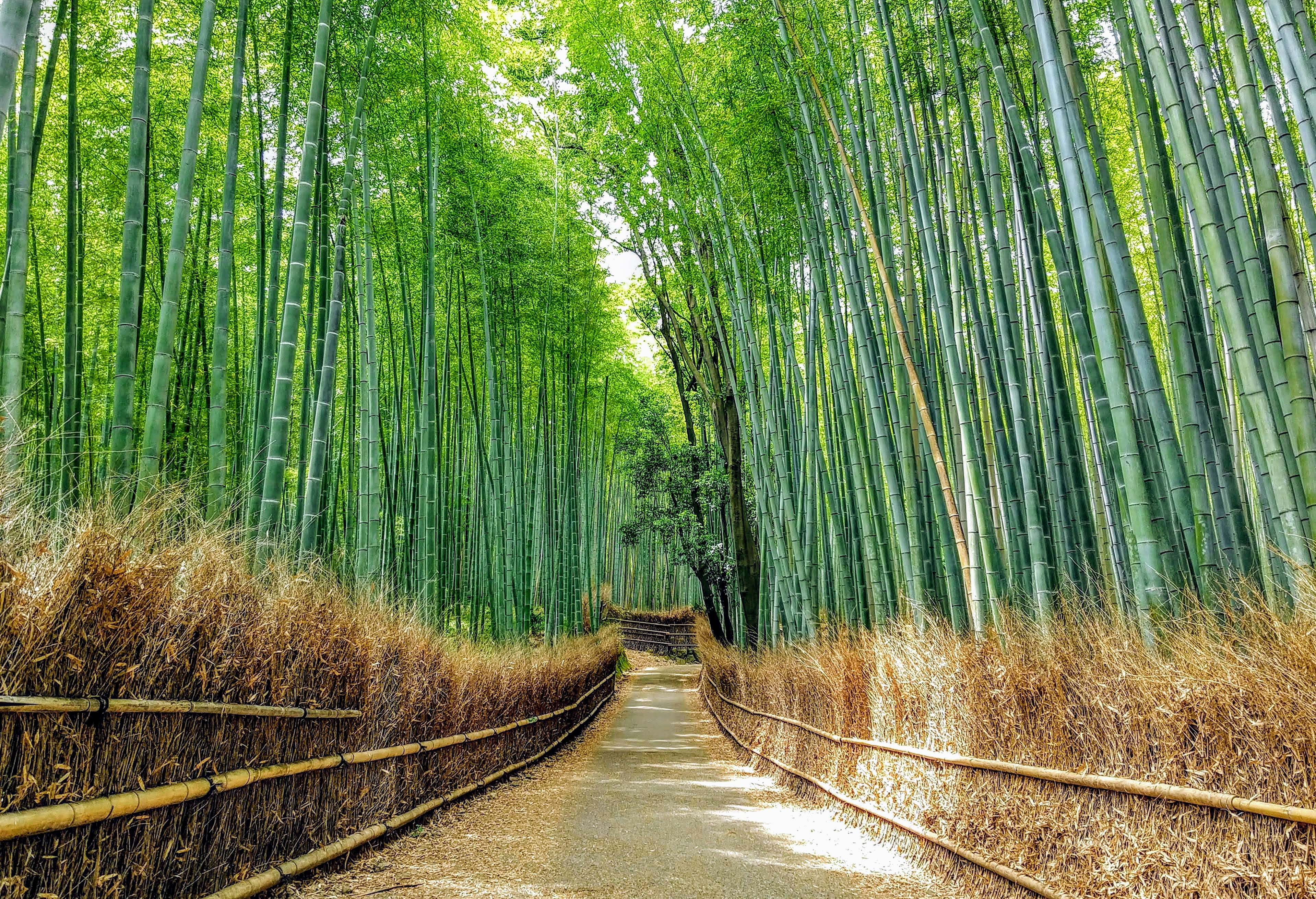 Arashiyama bamboo forest.