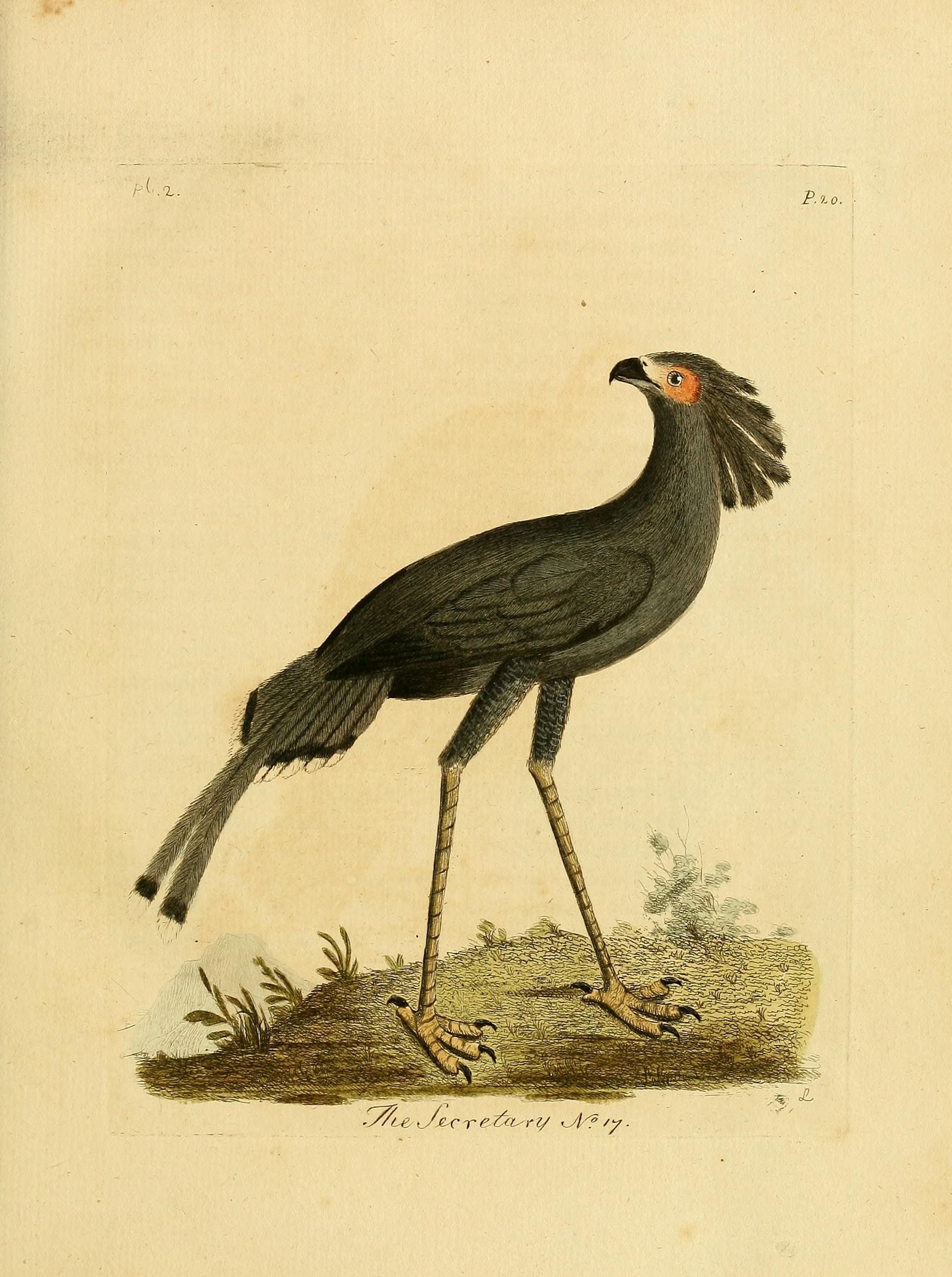Картина птица секретарь