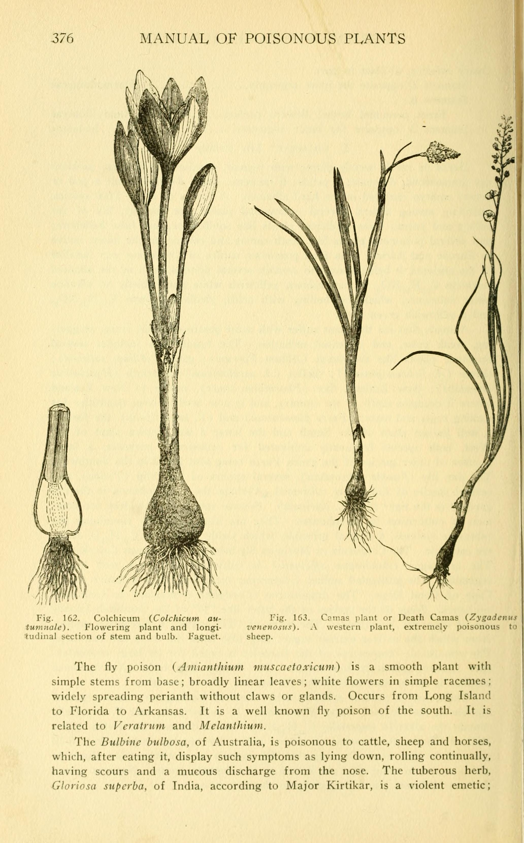 Poison plant. Poison Plants for Cattle.