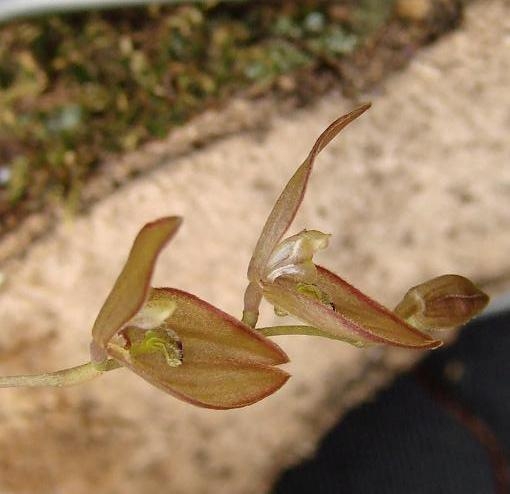 File:Acianthera octophrys.jpg