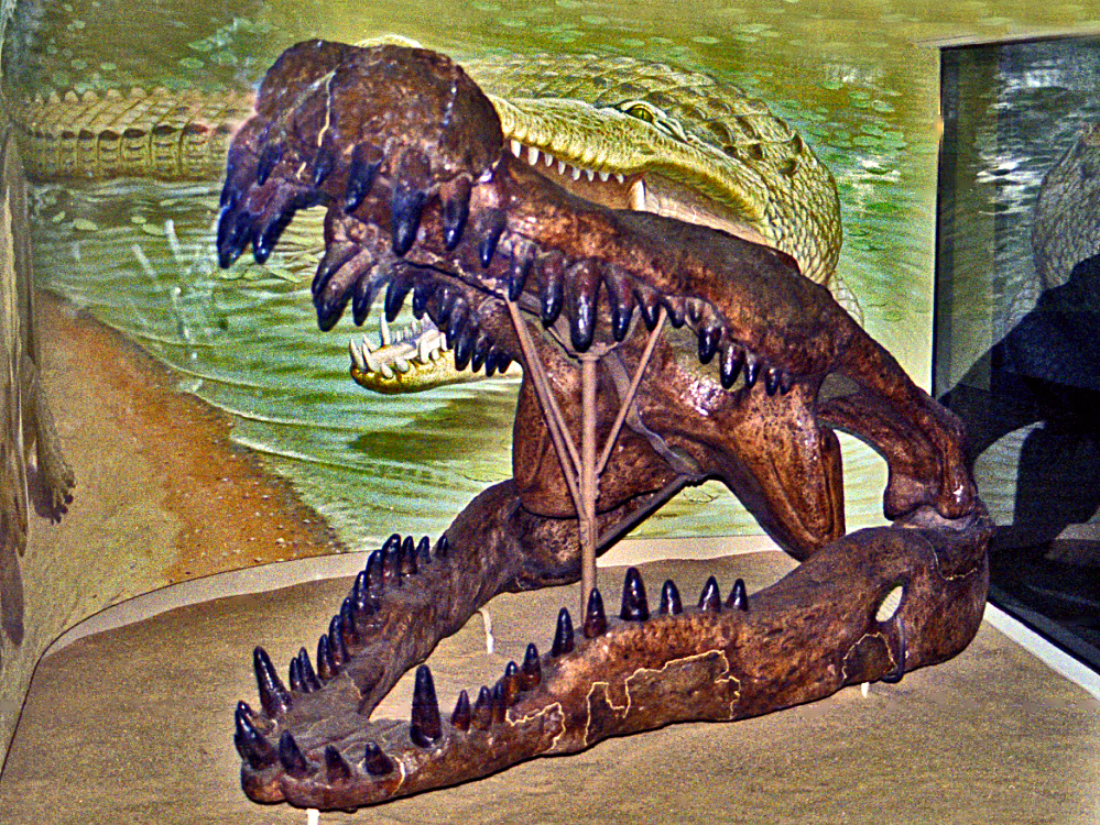 Deinosuchus - Wikipedia