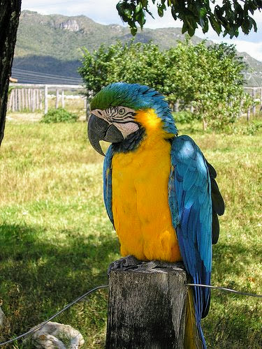 Arara em Parque Nacional da Chapada dos Veadeiros - Filipe Rebula Hasse Ferreira.jpg