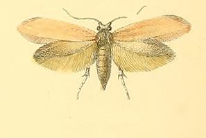 <i>Argyresthia bergiella</i> Species of moth