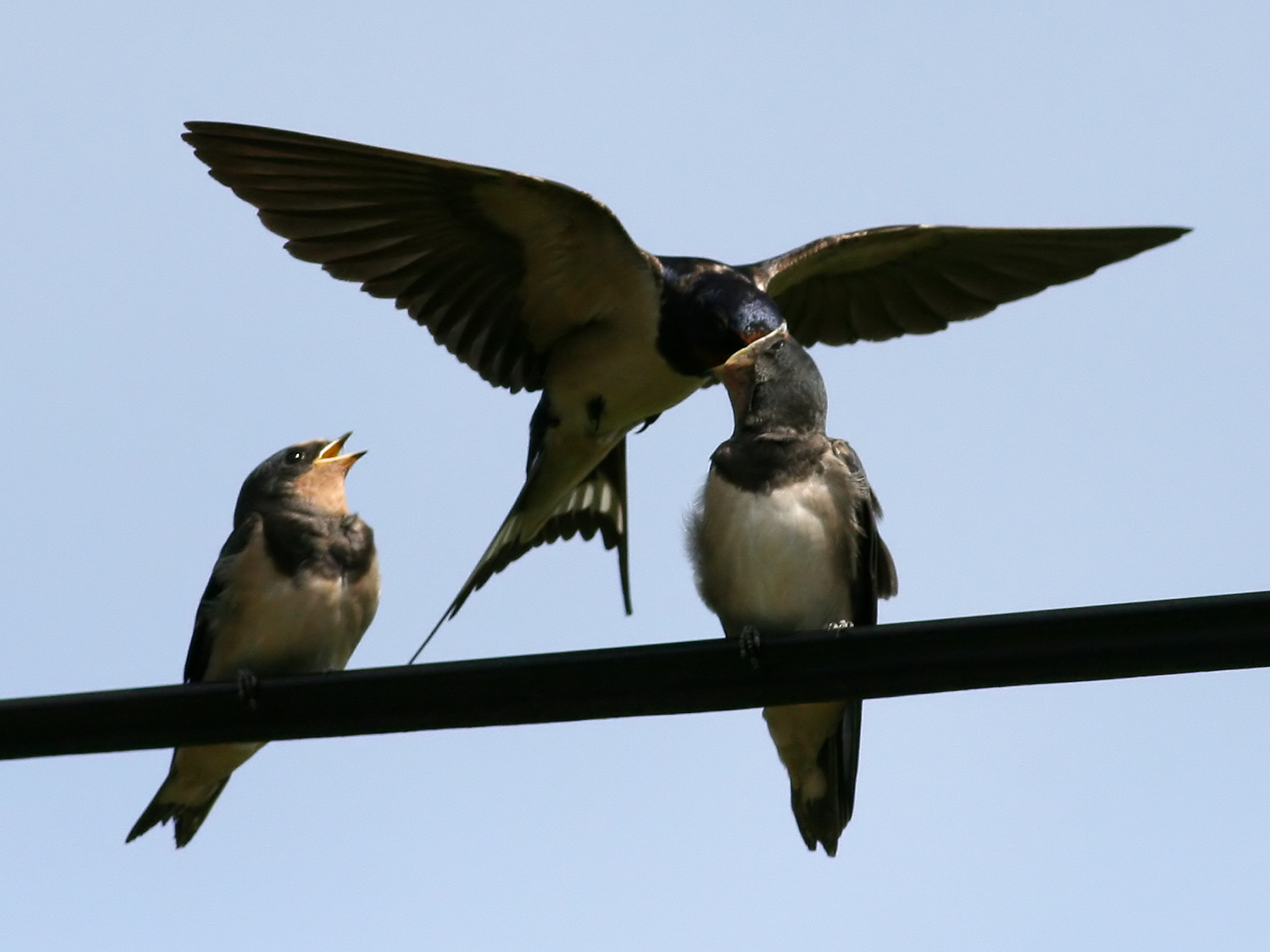 Barn swallow - Wikipedia