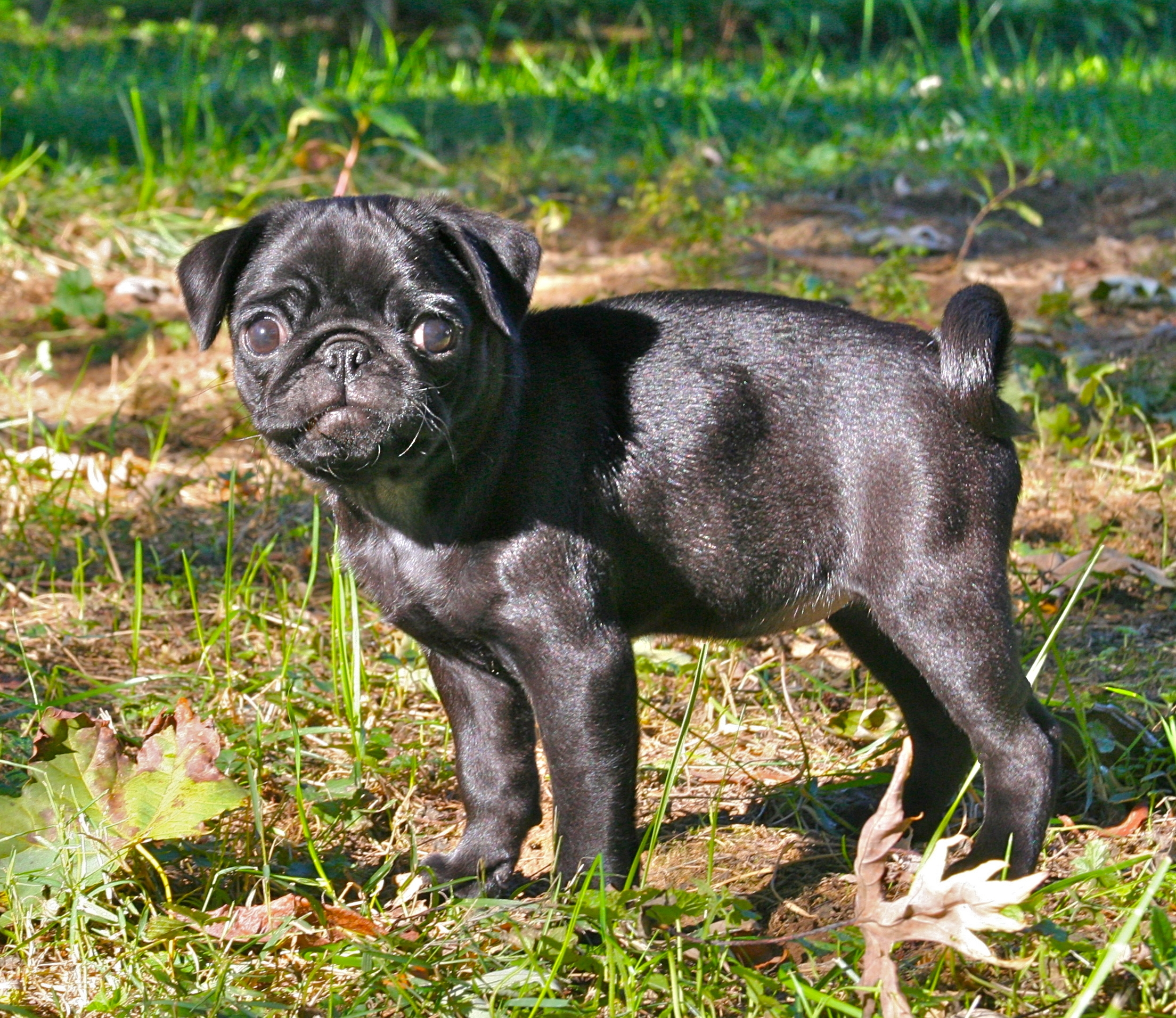 black pug puppies