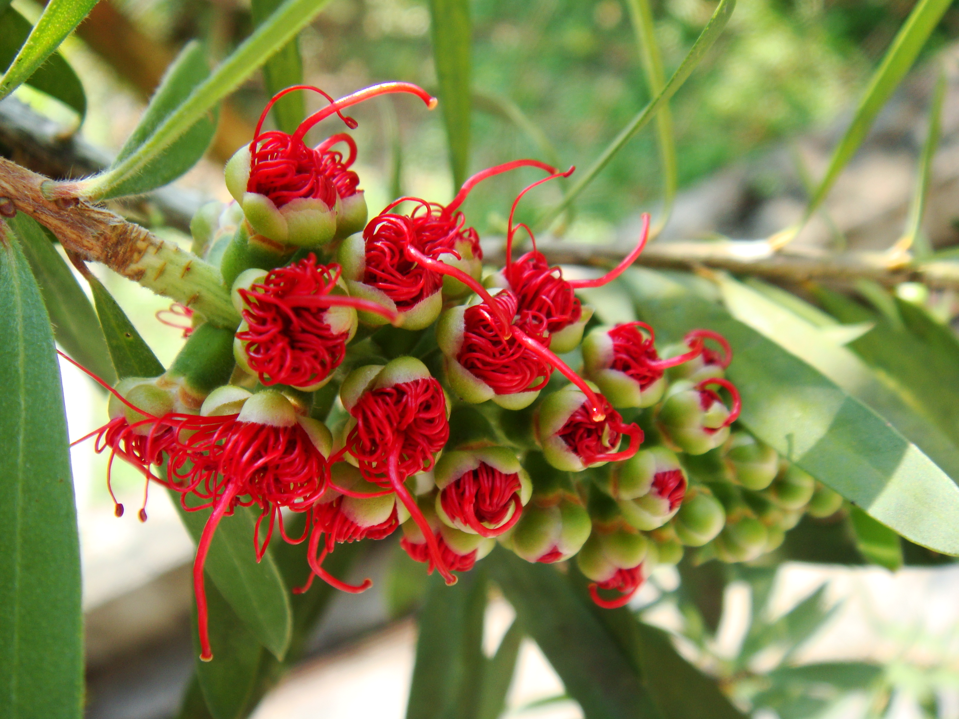 Callistemon - Wikipedia