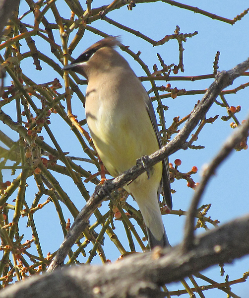 File:Bombycilla cedrorum 2.jpg