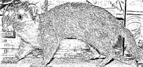 <span class="mw-page-title-main">Bornean ferret badger</span> Species of carnivore