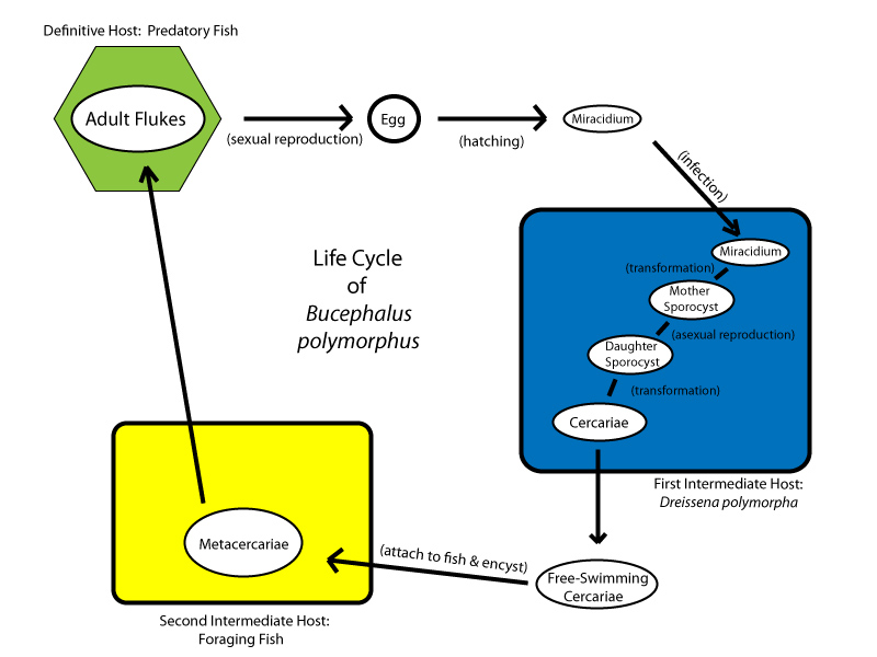 File:Bucephaluslifecycle.jpg